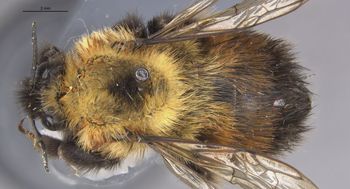 Media type: image;   Entomology 15281 Aspect: habitus dorsal view